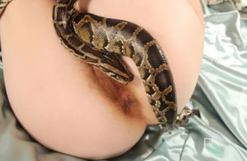 ポルノスター Snake